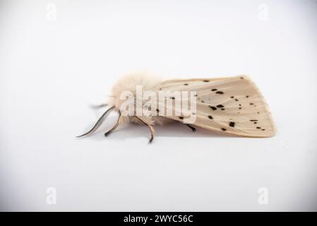 Gros plan détaillé sur le papillon de tussock de l'hermine blanche Banque D'Images