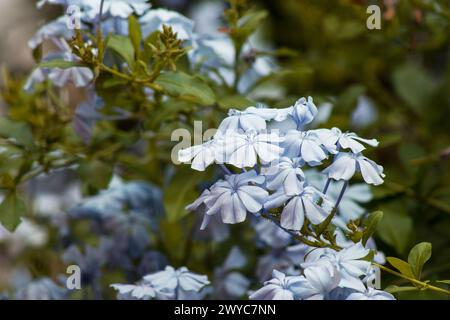 Plumbago auriculata, cape plomb wort, fleur de plante sur un fond naturel Banque D'Images