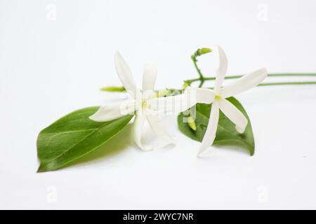 Fleur de jasmin des Açores (Jasminum azoricum) sur fond blanc Banque D'Images