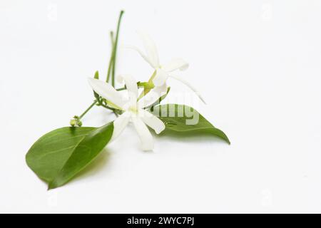 Fleur de jasmin des Açores (Jasminum azoricum) sur fond blanc Banque D'Images