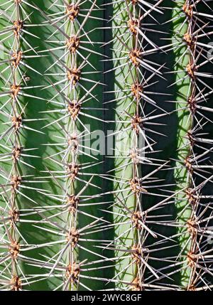 Cactus, vue de côté, gros plan Banque D'Images