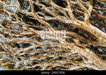 Cime d'arbre d'un arbre Dragon sur Tenerife, îles Canaries Banque D'Images