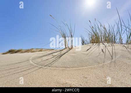 Dunes lituaniennes herbe de sable et ciel dégagé Banque D'Images