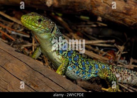 Lézard ocellé (timon lepidus) dans les montagnes d'Albarracin, Teruel, Espagne Banque D'Images