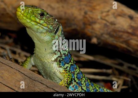 Lézard ocellé (timon lepidus) dans les montagnes d'Albarracin, Teruel, Espagne Banque D'Images