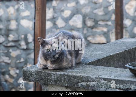 Adorable chat femelle écaille de tortue couché en gros plan Banque D'Images