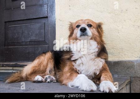 Portrait de chien blanc et brun de race mixte couché devant la maison de campagne Banque D'Images