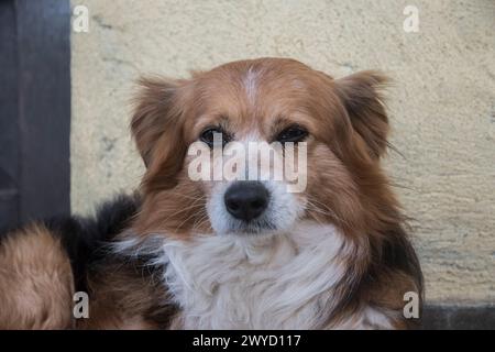 Portrait de chien blanc et brun de race mixte couché devant la maison de campagne Banque D'Images