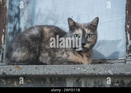 Adorable chat femelle écaille de tortue couché en gros plan Banque D'Images