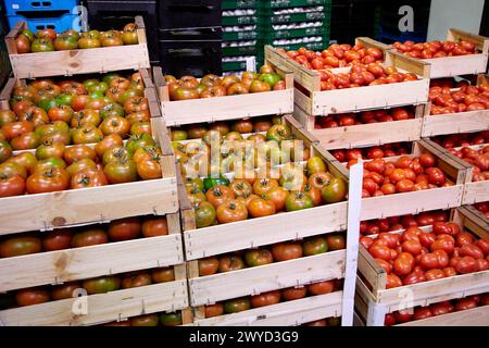 Les tomates, les fruits et légumes Mercabilbao, marché de gros de Basauri, Bilbao, Biscaye, Pays Basque, Espagne. Banque D'Images