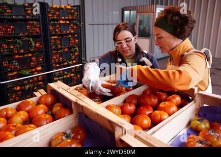 Chercheurs Azti-Tecnalia, projet Cleanfeed (prévention de la production et de la réutilisation des déchets végétaux pour l'alimentation animale), marché de gros des fruits et légumes Mercabilbao, Basauri, Bilbao, Biscaia, Euskadi, Espagne. Banque D'Images