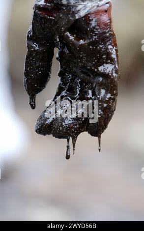 Main de volontaire vêtu de vêtements de protection pour recueillir le déversement de carburant ('chapapote') du pétrolier Prestige. Dec. 2002. Galice. Espagne. Banque D'Images