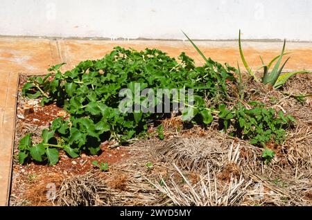 Feuille épaisse menthe sur le sol Banque D'Images