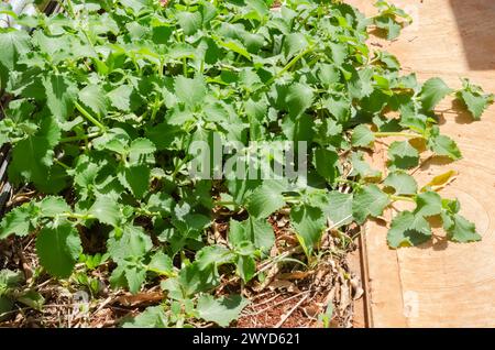 Feuille épaisse menthe sur le sol Banque D'Images