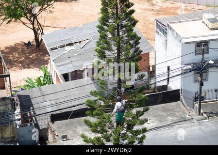 Salvador, Bahia, Brésil - 28 janvier 2022 : un jardinier est vu au sommet d'un arbre pour tailler les branches. Ville de Salvador, Bahia, Brésil. Banque D'Images