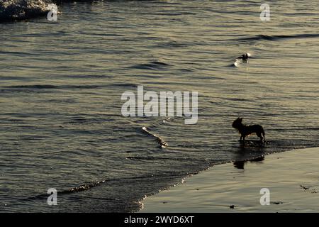 Un petit chien, en silhouette, regarde son propriétaire depuis la plage. Animal fidèle Banque D'Images