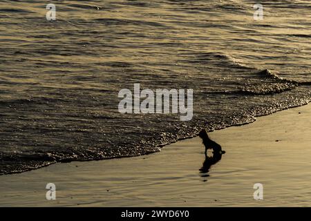 Un petit chien, en silhouette, regarde son propriétaire depuis la plage. Animal fidèle Banque D'Images