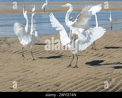 Hérons sur le bord d'une plage à la recherche de nourriture. Seabird. Animaux sauvages. Banque D'Images