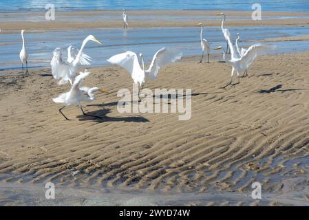 Hérons sur le bord d'une plage à la recherche de nourriture. Seabird. Animaux sauvages. Banque D'Images