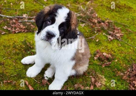 Chien Saint Bernard. Gipuzkoa. Pays Basque. Espagne. Banque D'Images