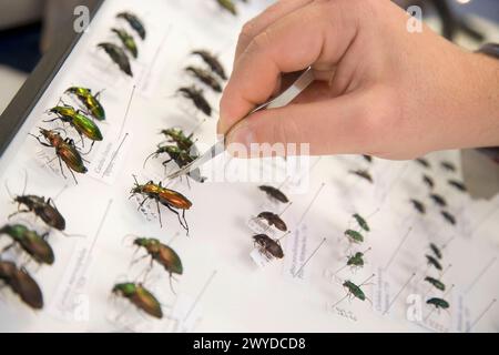 Identification des coléoptères des forêts (Coleoptera Carabidae), boîte d'entomologie, laboratoire d'entomologie, Neiker Tecnalia, Instituto de Investigación y Desarrollo Agrario, Ganadero, Forestal y del Medio Natural, Arkaute, Alava, Euskadi, Espagne. Banque D'Images