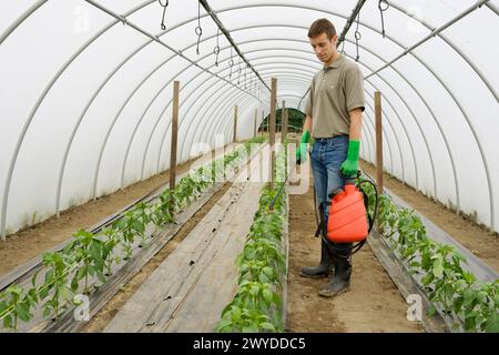 Traitement des plantes de poivron vert avec pulvérisateur (insecticides, pesticides). Serre. La production agricole. Banque D'Images