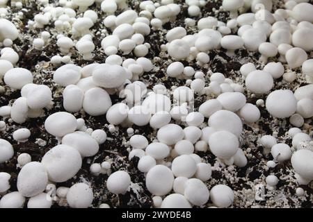 Culture des champignons, champignon à boutons, Agaricus bisporus, agroalimentaire, Ayecue frais, Grupo Riberebro, Autol, la Rioja, Espagne. Banque D'Images