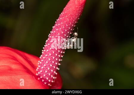 Fourmi épineuse (genre Polyrhachis) sur Anthurium sp. Fleur, famille Arum, Cairns, Far North Queensland, FNQ, Queensland, Australie Banque D'Images