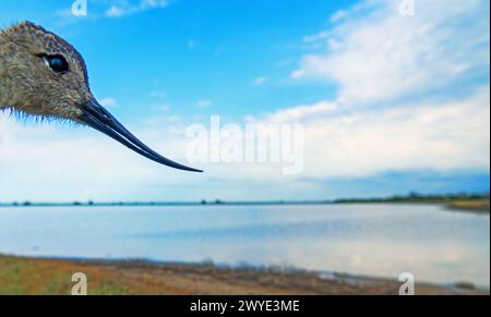 Un poussin Avocet (Recurvirostra avosetta) avec une forme de bec très étrange (Recurvirostra - bec de retour) sur le fond du lac où son h. Banque D'Images