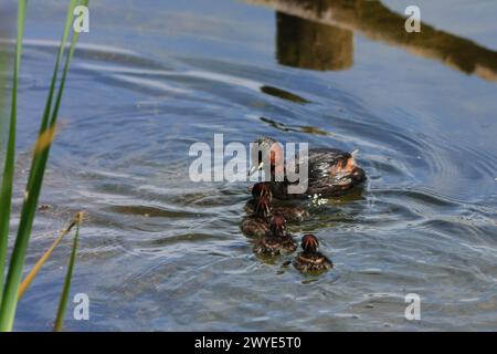 Femelle petite Grebe sur un étang avec quatre jeunes poussins nageant avec elle Banque D'Images