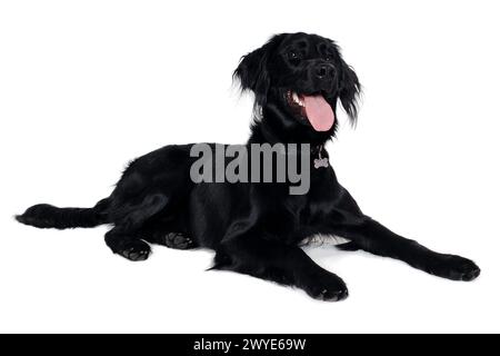 Chien Retriever à revêtement plat heureux isolé sur fond blanc propre Banque D'Images