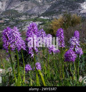 Fleurs abondantes de l'orchidée italienne (Orchis italica), Chypre Banque D'Images