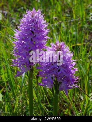 Deux fleurs de l'orchidée italienne (Orchis italica), Chypre Banque D'Images