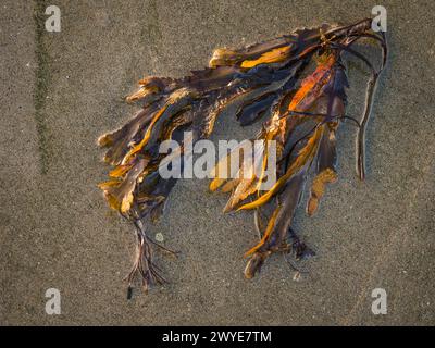 Un paquet d'algues se trouve sur une plage de sable en Suède, ses couleurs allant du brun au doré sur la toile de fond texturée. Le sable mouillé indique un R. Banque D'Images