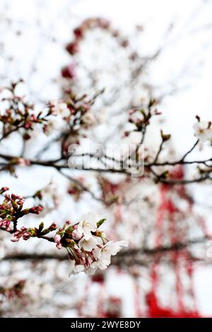 Suzuka, Japon. 06 avril 2024. Atmosphère du circuit - Blossom. Championnat du monde de formule 1, Rd 4, Grand Prix du Japon, samedi 6 avril 2024. Suzuka, Japon. Crédit : James Moy/Alamy Live News Banque D'Images