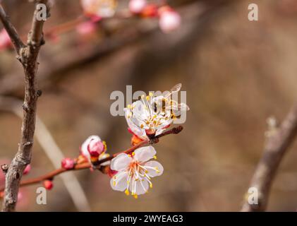Abeille collectant le nectar des fleurs du pêcher en fleurs au printemps. Photo de haute qualité Banque D'Images