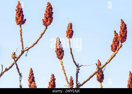 Gros plan de la grappe de Rhus typhina, rouge vif au soleil. Fruit Rhus typhina, détaillé et texturé, sur une branche. Photo de haute qualité Banque D'Images