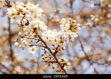 Belles fleurs blanches dans l'arbre fleurissant au début du printemps, backgroung blured. Photo de haute qualité. Photo de haute qualité Banque D'Images