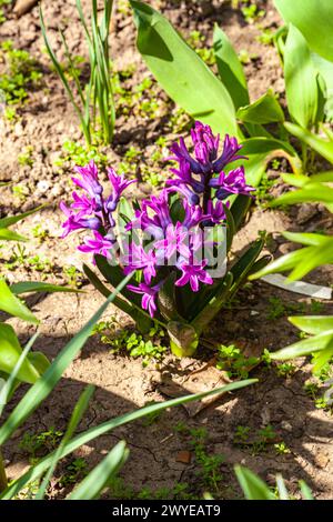 Jacinthus orientalis dans le jardin, jacinthe commune au printemps. Fleurs magenta, motif floral, arrière-plan nature. Fleur rose, plante en croissance. Sélectif Banque D'Images