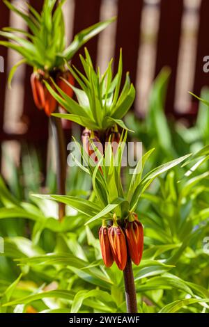 Fritillaria imperialis pousse et fleurit dans le jardin au printemps. Photo de haute qualité Banque D'Images