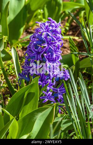 Gros plan de deux grandes fleurs de jacinthe bleue ou de jacinthus en pleine fleur dans un jardin dans un jour ensoleillé de printemps, magnifique extérieur de fond floral photogr Banque D'Images