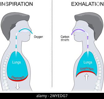 Respiration. Expiration et inspiration. Vue latérale d'un corps humain avec diaphragme et cavité pulmonaire. illustration vectorielle isolée sur fond blanc. Illustration de Vecteur