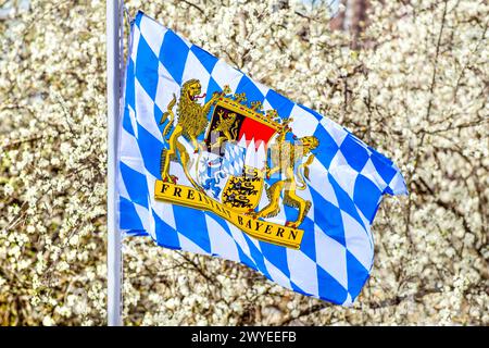 Bayerische Fahne vor Kirschblüte, Frühling, München, avril 2024 Deutschland, München, avril 2024, Bayerische Fahne vor Kirschblüte, Flagge mit Bayerischen Löwen, blau-weißen Rauten, Wappenschild und Aufschrift Freistaat Bayern in einem Garten, die vier Felder des Wappens symbolisieren die bayerischen Regierungsbezirke, Symbolfoto Frühling in Bayern, *** drapeau bavarois devant la fleur de cerisier, printemps, Munich, avril 2024 Allemagne, Munich, Munich avril 2024, drapeau bavarois devant la fleur de cerisier, drapeau avec lion bavarois, diamants bleus et blancs, blason et inscription État libre de Bava Banque D'Images