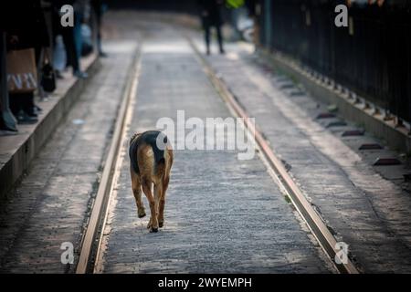 Un chien errant nonchalent descend les lignes de tramway à Istanbul, en Turquie Banque D'Images