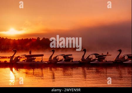 Lever de soleil sur le lac Kawaguchi, Japon, avec des pédalos cygnes au premier plan Banque D'Images