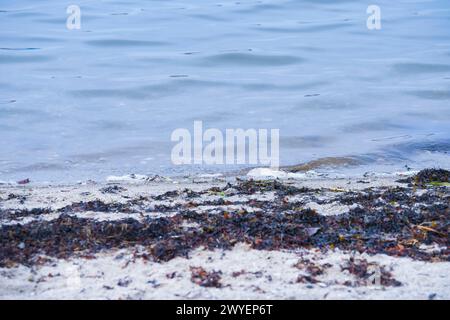 Vejle, Danemark. 06 avril 2024. La rive du lac lors des funérailles du fjord de Vejle à Skyttehushaven à Vejle, Danemark, samedi 6 avril 2024. Crédit : Ritzau/Alamy Live News Banque D'Images