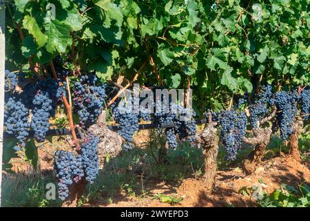 Raisins noirs poussant sur une vigne pendant la récolte. Banque D'Images