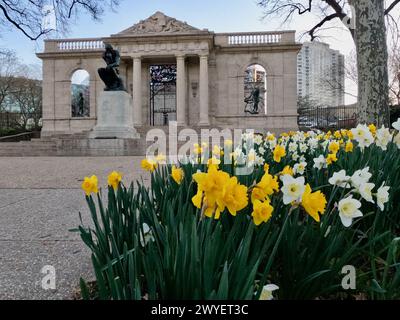 Les jonquilles fleurissent à l'extérieur du musée Rodin sur la Benjamin Franklin Parkway de Philadelphie. Banque D'Images