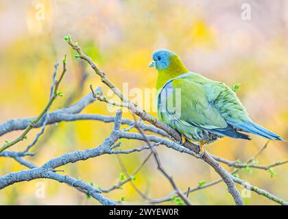 Un pigeon vert à pieds jaunes reposant sur une branche d'arbre Banque D'Images