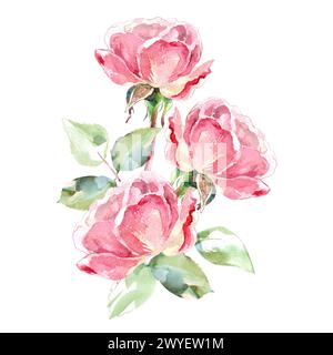 Roses roses aquarelle peinture à la main illustration florale de fleurs de jardin de collection. Isolé sur fond blanc. Conception florale de mariage pour bouquets Banque D'Images